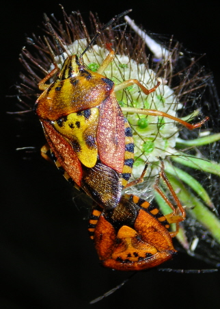 Carpocoris pudicus